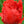 30 Tulipanes frescos Colección