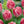 30 Tulipanes frescos Colección