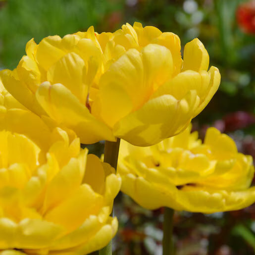 Tulipanes Coleccion Marie Jo