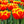 Bulbos de tulipan tradicionales mayorista (100 por color)