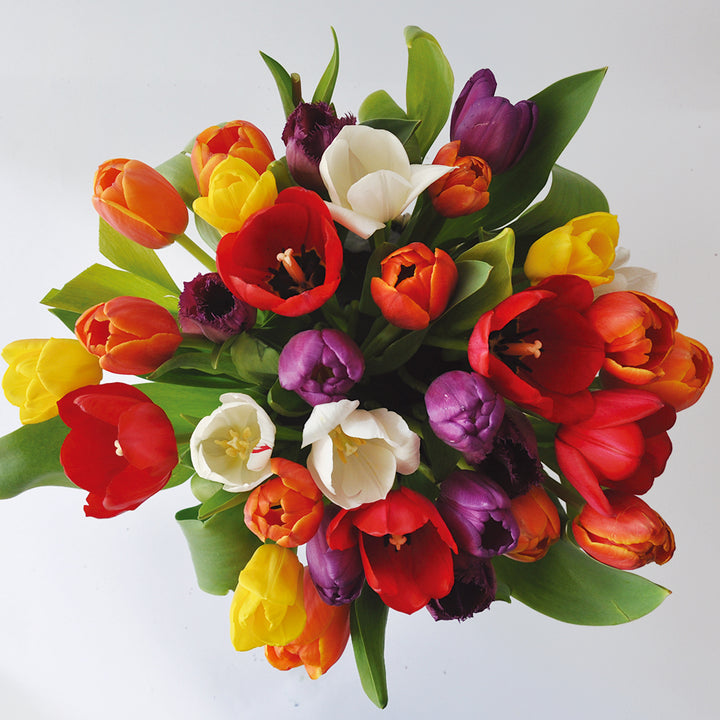 30 Tulipanes frescos / Color Mixto (3 colores)
