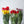 30 Tulipanes frescos / Color Mixto (3 colores)