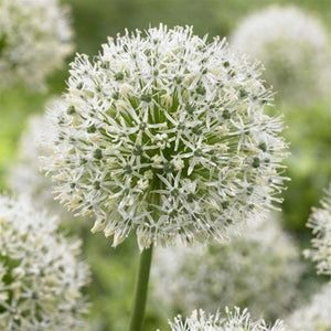 Bulbos de Allium gigante (pack 3)