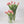 50 Tulipanes frescos / Elige 3 Colores