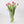 100 Tulipanes frescos / Elige 3 colores