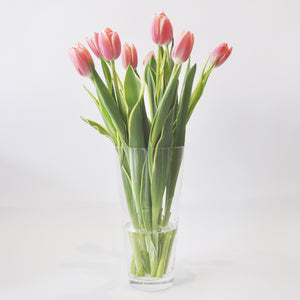 100 Tulipanes frescos / Elige 3 colores