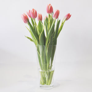 100 Tulipanes frescos / Todos del mismo color
