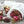 Bulbos de Jacintos TRIO