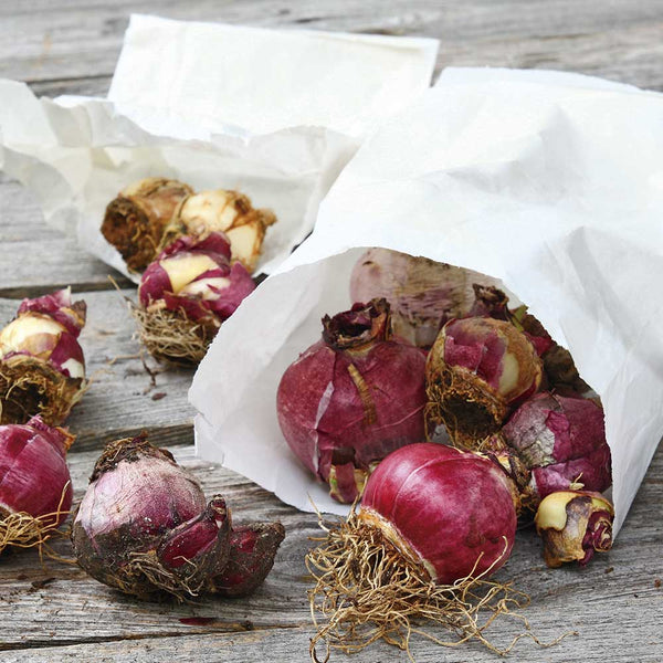 Bulbos de Jacintos TRIO