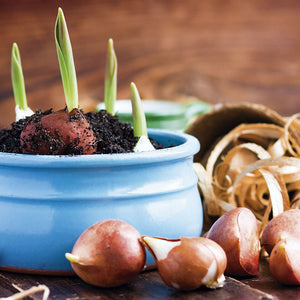 Bulbos de tulipan tradicionales mayorista (100 por color)
