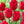 Bulbos de tulipan mayorista (100 por color)