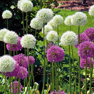 Bulbos de Allium gigante (pack 3)