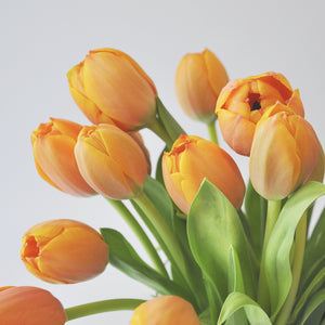 30 Tulipanes frescos / Todos del mismo color