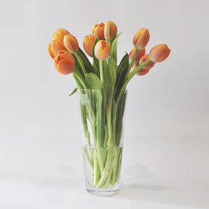 100 Tulipanes frescos / Todos del mismo color