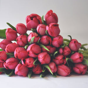 50 Tulipanes frescos / Todos del mismo color