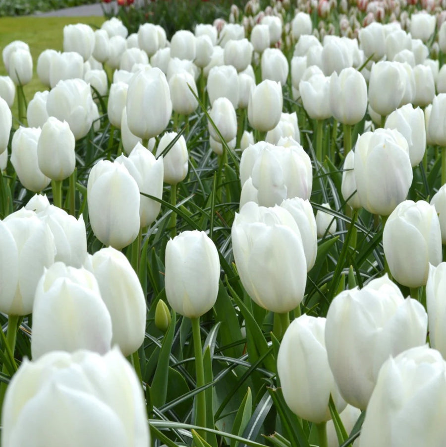 Bulbos de tulipan (pack 10)
