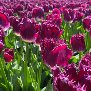 Bulbos de tulipan mayorista (100 por color)