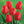 Bulbos de tulipan (pack 10)